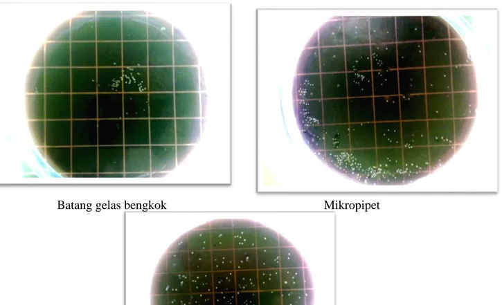Gambar 3. Koloni Bakteri pada Media EMBA Setelah Perlakuan 
