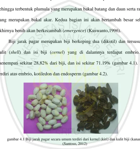 gambar 4.1 Biji jarak pagar secara umum terdiri dari kernel (kiri) dan kulit biji (kanan)  (Santoso, 2012) 