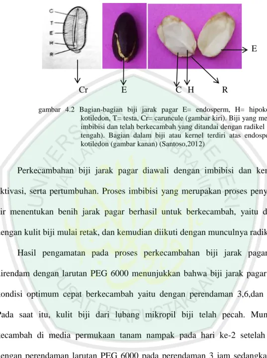 gambar  4.2  Bagian-bagian  biji  jarak  pagar  E=  endosperm,  H=  hipokotil,  C= 