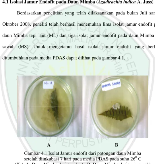 Gambar 4.1 Isolat Jamur endofit dari potongan daun Mimba   setelah diinkubasi 7 hari pada media PDAS pada suhu 26 0  C  (Ket