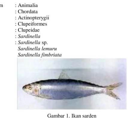 Gambar 1. Ikan sarden  