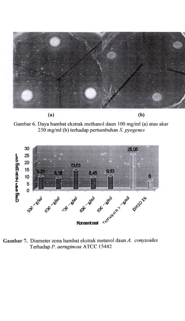 Gambar 7. Diameter zona hambat ekstrak metanol daun A. conyzoides  Terhadap P. aeruginosa ATCC 15442 