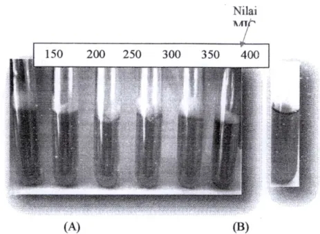 Gambar 15. Hasil Uji Ekstrak Metanol Akar terhadap P. aeruginosa;  k l :  konsentrasi 350 mg/ml, k2 : konsentrasi 375 mg/ml, k3 : 