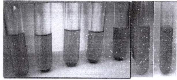 Gambar 17. MIC metanol akar terhadap T. mentagrophyte 2,5 mg/ml (A),  MIC metanol daun terhadap T