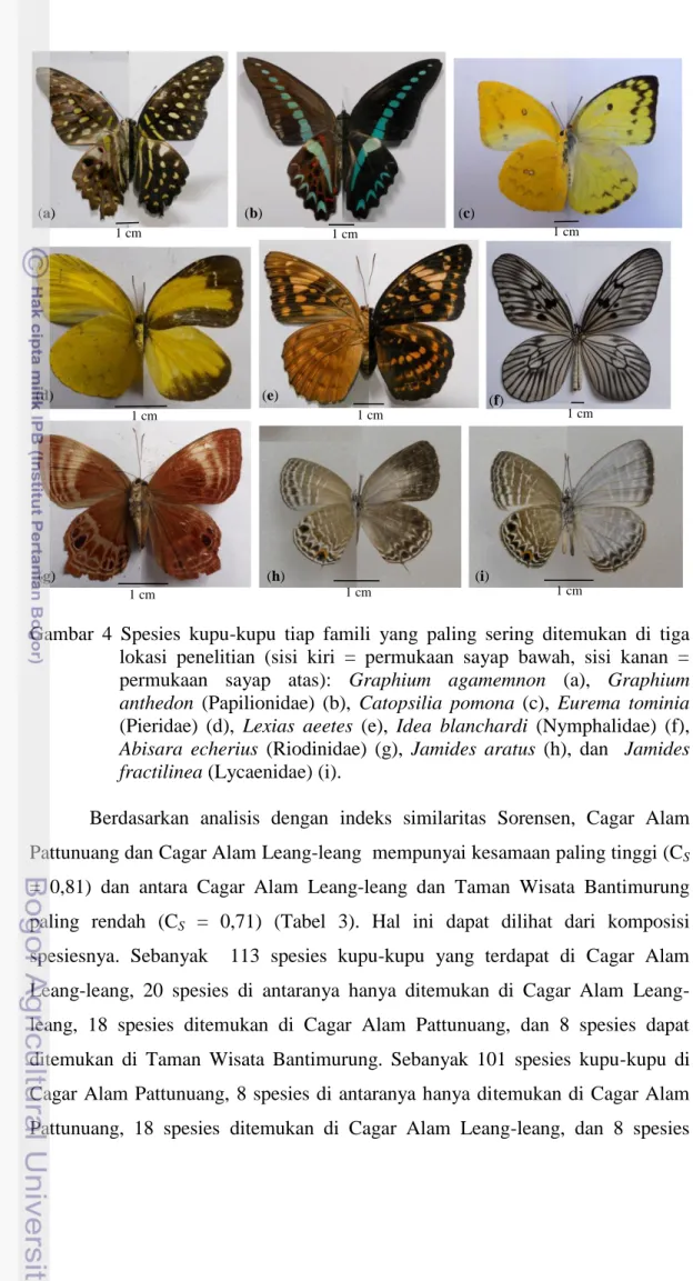 Gambar  4  Spesies  kupu-kupu  tiap  famili  yang  paling  sering  ditemukan  di  tiga  lokasi  penelitian  (sisi  kiri  =  permukaan  sayap  bawah,  sisi  kanan  =  permukaan  sayap  atas):  Graphium  agamemnon  (a),  Graphium  anthedon  (Papilionidae)  (