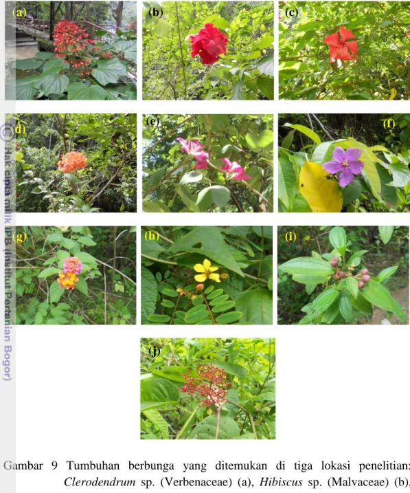 Gambar  9  Tumbuhan  berbunga  yang  ditemukan  di  tiga  lokasi  penelitian: 