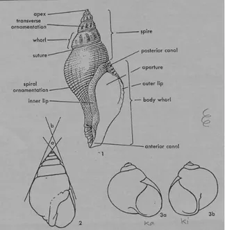 Gambar 1.2 Morfologi Gastropoda 