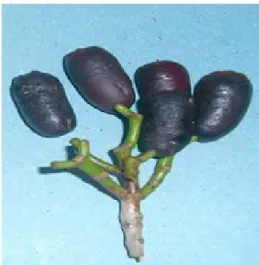 Gambar 4. Bentuk dan warna bunga pohon induk cengkeh 