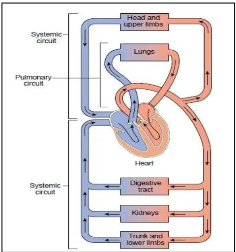 Gambar 2.2. Sirkulasi sistemik dan pulmonal (Porth, 2011) 