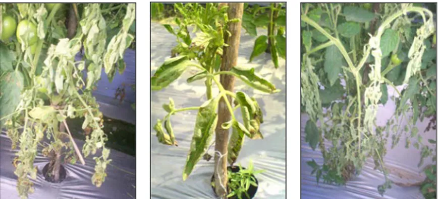 Gambar 5.  Contoh penyakit layu fusarium pada tanaman tomat yang diamati pada  penelitian ini