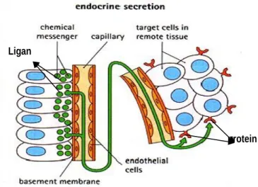 Gambar 4. Mekanisme endokrin (Stevens dan Lowe, 2009) 3. Autokrin