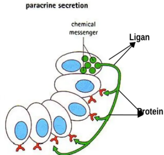 Gambar 6. Mekanisme parakrin (Stevens dan Lowe, 2009)