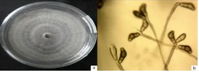 Gambar  2.  (a)  Koloni  Curvularia  sp.  pada  media  PDA,  (b)  Hifa dan konidia Curvularia sp