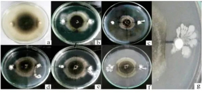 Gambar  3.  Hasil  uji  antagonis  in  vitro  antara  Curvularia  sp.  dengan  isolat  bakteri  kitinolitik  (a)  Enterobacter  sp