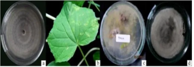 Gambar  5.  (a)  Koloni  Curvularia  sp.  pada  media  PDA,  (b)  Bercak  daun  mentimun  pada  perlakuan  potensi  serangan 