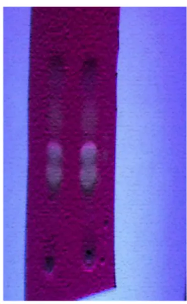 Tabel II: Warna bercak dan harga Rf hasil kromatografi lapis tipis ekstrak etanol                    daun kemuning, dengan larutan pengembang etil asetat , penampak                     bercak sinar UV 366 nm 