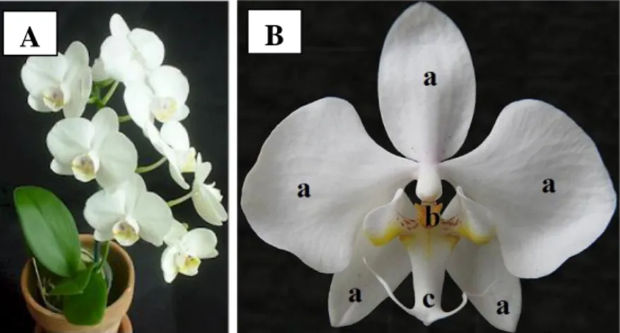 Gambar 1. Phalaenopsis amabilis, A) Habitus P. amabilis, B) Bunga                     P