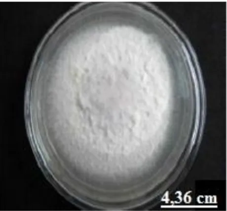 Gambar 2. Koloni Fusarium oxysporum (Nurcahyani et al, 2012)) 