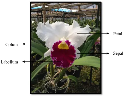 Gambar 1. Bunga Anggrek Cattleya Sumber : Dokumentasi Putri (2016) Koleksi Soerjanto Orchids, Batu, Jawa Timur