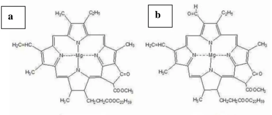 Gambar 4. Struktur Klorofil a) Klorofil a, b) Klorofil b (Nio Song dan Banyo, 2011).