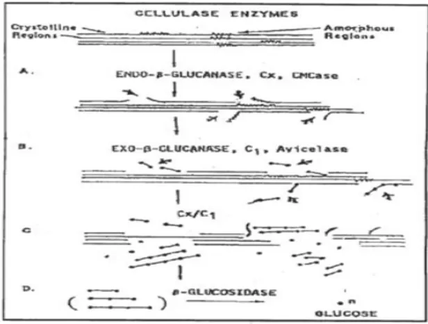 Gambar 1.3. Tahapan-Tahapan Hidrolisis Selulosa (Ghori, 2001) Tabel 1.4. Komponen Enzim di dalam Kompleks Enzim Selulase