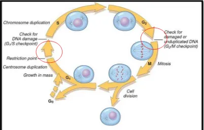 Gambar 7. Siklus sel dan replikasi sel 27 