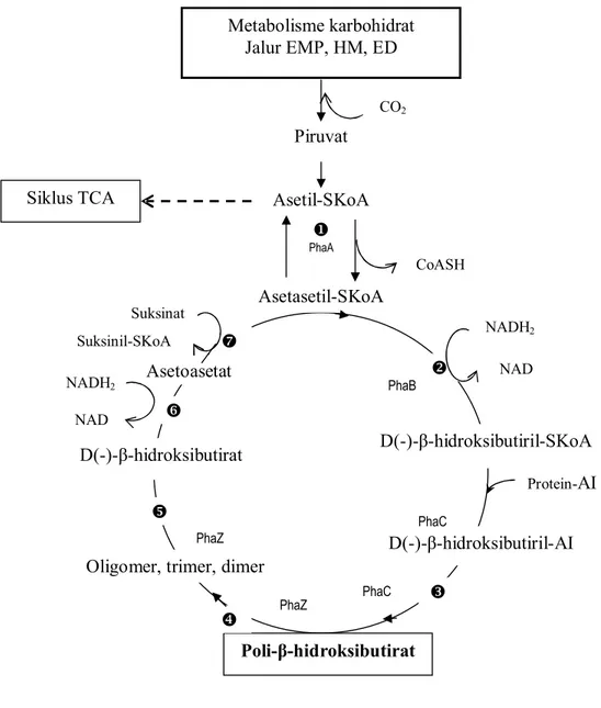 Gambar 3. Lintasan umum biosintesis dan degradasi PHB oleh mikroba (Ralstonia eutropha, Azotobacter beijerinckii) (Lafferty et al., 1988).