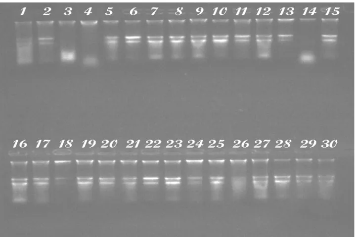 Gambar 3. Hasil elektroforesis  30 DNA sampel manggis populasi Sumatera Utara, 0.8 % agarose 