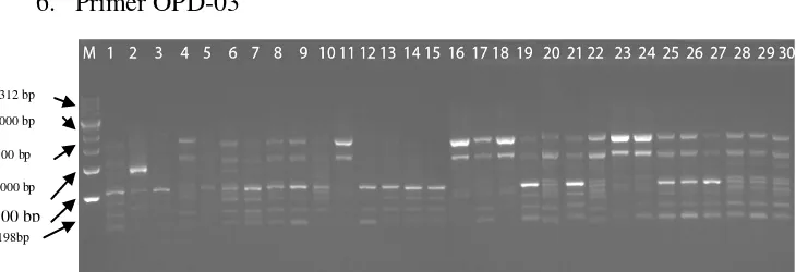 Gambar 8. Hasil pola pita DNA sampel dengan primer OPC-12 
