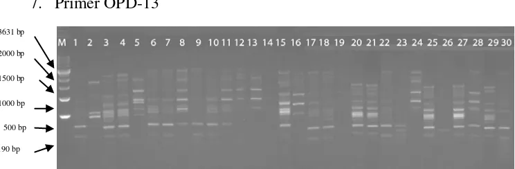 Gambar 11 : Hasil pola pita DNA sampel dengan primer OPD-16 