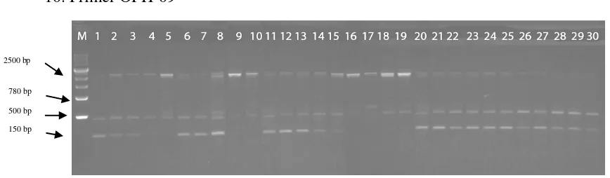 Gambar 12 : Hasil pola pita DNA sampel dengan primer OPI-20 