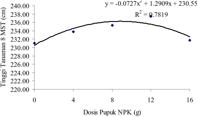 Gambar 1. Hubungan antara dosis pupuk NPK dengan varietas pada parameter tinggi tanaman 8 MST