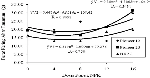 Tabel 4. Berat kering akar pada perlakuan Varietas dan pupuk NPK serta interaksi antara varietas dengan pupuk NPK  
