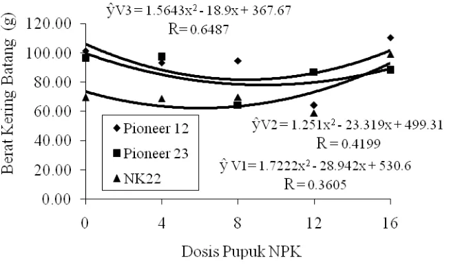 Gambar 4. Hubungan antara varietas dengan dosis pemberian pupuk NPK  pada parameter berat kering batang