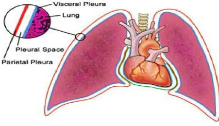 Gambar 1. Anatomi paru-paru dan pleura (1)