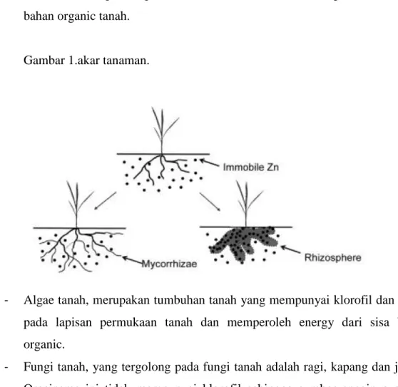 Gambar 1.akar tanaman. 