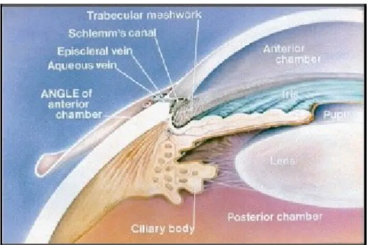 Gambar 2. Anatomi badan siliar (dikutip dari www.berwickeye.com)