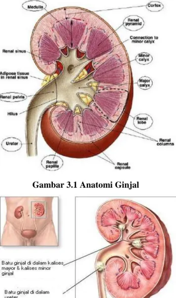 Gambar 3.1 Anatomi Ginjal 