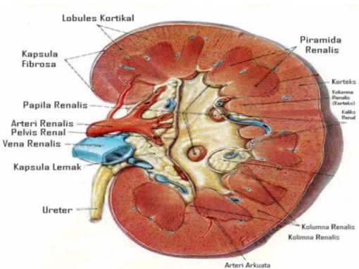 Gambar 3. Anatomi Ginjal (Snell, 2006).