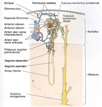 Gambar 4. Gambaran skematik nefron ginjal (Junqueira, 2007).