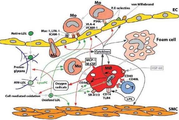 Gambar 2.3. Proses pembentukan sel foam pada aterosklerosis49