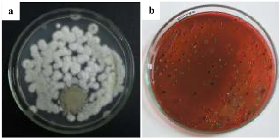 Gambar 2. Koloni yang tumbuh pada ALT. (a) Koloni jamur yang tumbuh pada media  PDA; (b) Koloni bakteri Coliform dan E