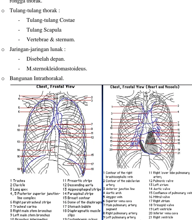Gambar 2.16Anatomi Thorax 11 b.) Teknik Radiografi Konvensional Thorax 2