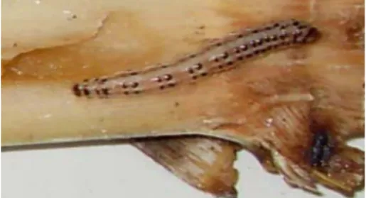 Gambar 2. Larva C. Sacchariphagus  (Oktaviana, 2012) 