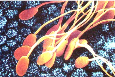 Gambar 7.5. Keadaan Senyatanya pada Proses Fertilisasi yang Melibatkan Ribuan Sel  Spermatozoon untuk Sebuah Ovum Masak 