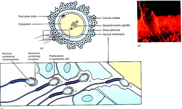 Gambar 7.1. Proses Pendekatan Spermatozoon hingga Memasuki Rongga Perivitellin 