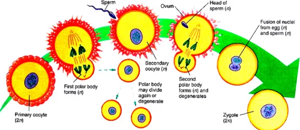 Gambar 7.2. Proses Masuknya Spermatozoon selama Perkembangan Sel Telur Pascaovulasi 