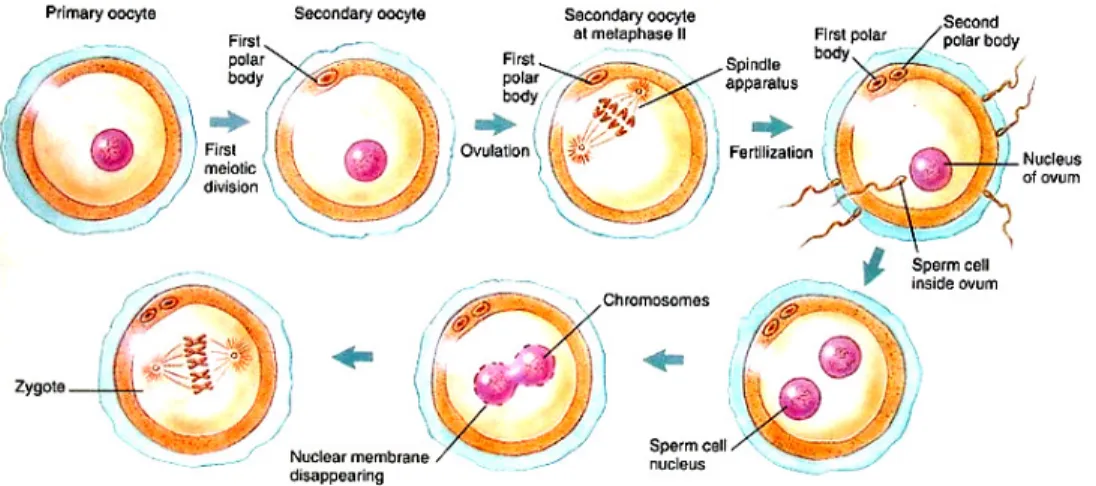 Gambar 7.3. Proses Fertilisasi Berkaitan dengan Perkembangan Polar Body dan Pembelahan  Kromosom sebagai Hasil Fertilisasi  