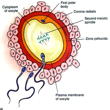 Gambar 7.4. Penetrasi spermatozoon ke dalam telur selama fertilisasi 