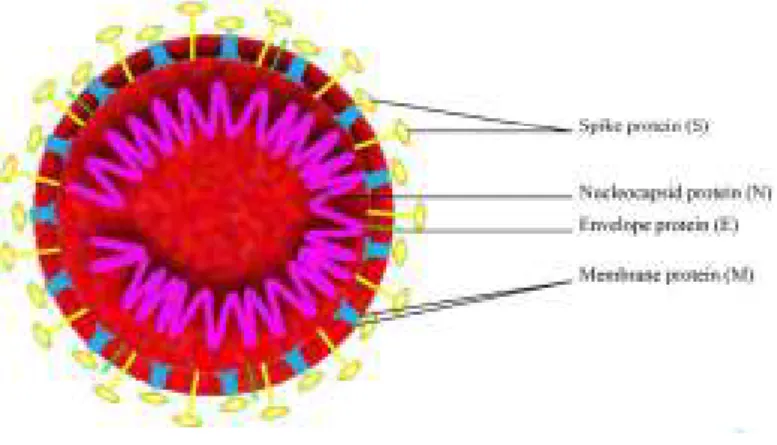 Gambar 2.1. Struktur human coronavirus 14